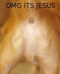 OMG ITS JESUS FUNNY DOG BUTT STICKER