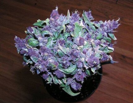 purple erple bud sticker