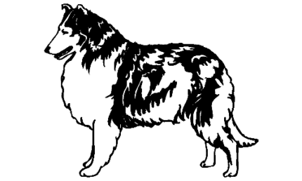047 Collie Decal