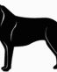 15i Collie Dog Decal