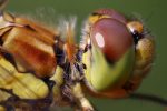 Bugs Up Close 44