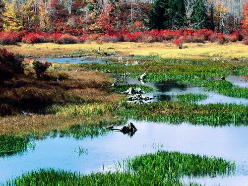 Fall Colors Adhesive Wall Graphics 33