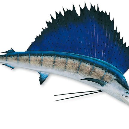 sailfish color fish decal