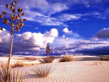 Sand and Deserts Vinyl Wall Graphics 44