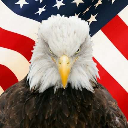 Bald Eagle with Flag Digital Vinyl Decal Sticker