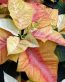 Flowers and Plants Vinyl Wall Art 147