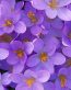 Flowers and Plants Vinyl Wall Art 214