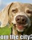 funny dog redneck city sticker