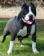 Pitbull Photo Stickers 01