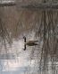 Bird Vinyl Wall Graphics 24