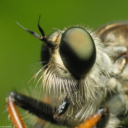 Bugs Up Close 80