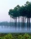 Forest and Trees Vinyl Wall Decals 077