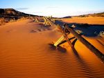 Sand and Deserts Vinyl Wall Graphics 42