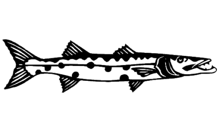 Barracuda Decal