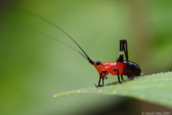 Bugs Up Close 56