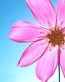 Flowers and Plants Vinyl Wall Art 145