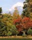 Forest and Trees Vinyl Wall Decals 011