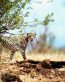 Big Cat 1 photo wall decal