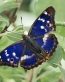 Butterflies and Bugs Wall Decals 25