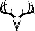 Deer Skull 77