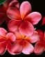 Flowers and Plants Vinyl Wall Art 050