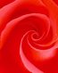 Flowers and Plants Vinyl Wall Art 215