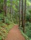 Forest and Trees Vinyl Wall Decals 081