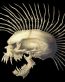 skull harley davidson punk rectangular sticker
