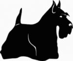 15W Scottish Terrior Dog Decal