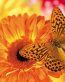 Butterflies and Bugs Wall Decals 39