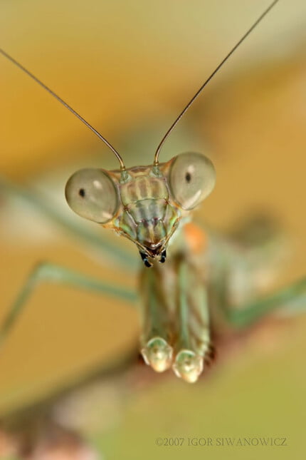 Bugs Up Close 92