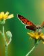 Butterflies and Bugs Wall Decals 23