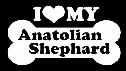 I Love My Anatolian Shephard