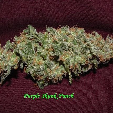 Purple Skunk Punch Bud Decal