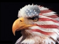USA Eagle with Tear Drop Sticker