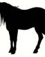 a vinyl horse car or wall decal 16