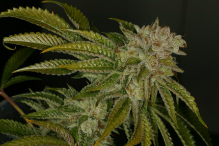bud picture 12