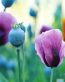 Flowers and Plants Vinyl Wall Art 189