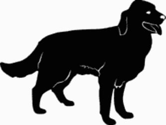 15N Golden Retriever Dog Decal