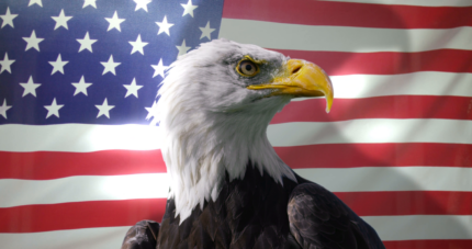 American-Flag-and-bald-eagle STICKER 5