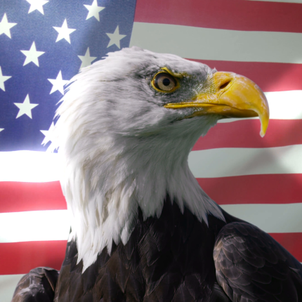 American-Flag-and-bald-eagle STICKER 5