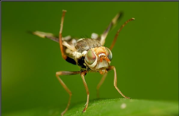 Bugs Up Close 95