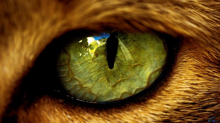 Cat eye closeup photo Decal