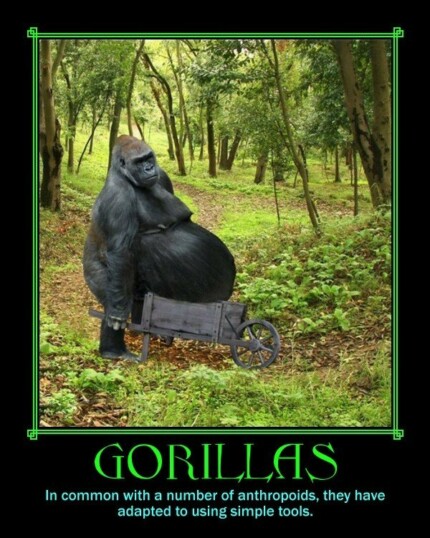 gorillas gorilla adaption tools demotivational